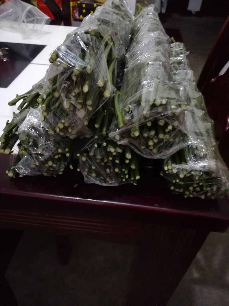 新津60号，明日旺柑橘枝条，老熟粗壮饱满