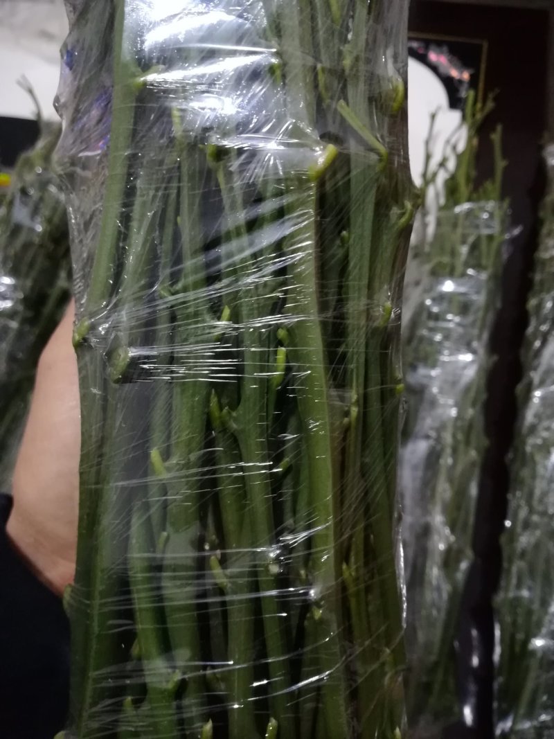新津60号，明日旺柑橘枝条，老熟粗壮饱满