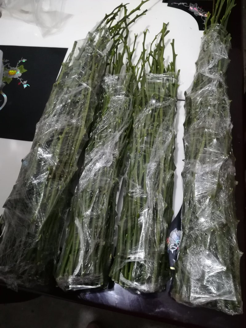 新津60号，明日旺柑橘枝条，老熟粗壮饱满