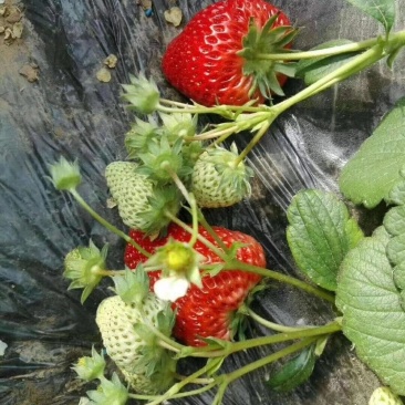 保定顺平县草莓种植基地主营红颜99草莓欢迎各位老板来电