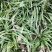 贵州遵义湄潭县观音草(吉祥草)，支持视频或实地看货。