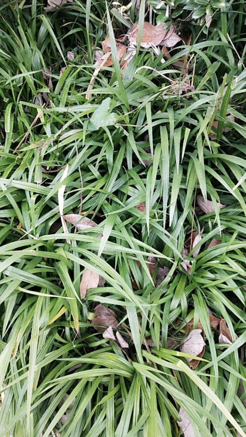 贵州遵义湄潭县观音草(吉祥草)，支持视频或实地看货。