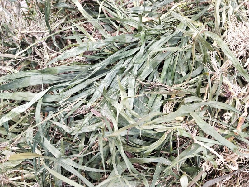 贵州遵义湄潭县观音草(吉祥草)，支持视频或实地看货。