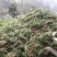 贵州遵义湄潭县观音草(吉祥草)，支持视频或实地看货。