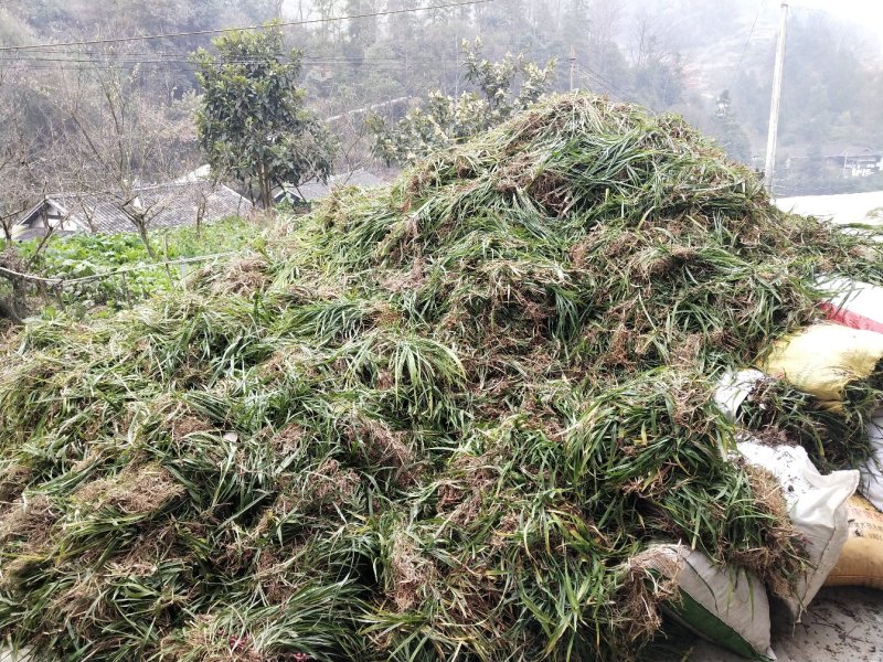 贵州遵义湄潭县观音草(吉祥草)，支持视频或实地看货。