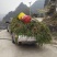 贵州遵义湄潭县观音草(吉祥草)，支持视频或实地看货。