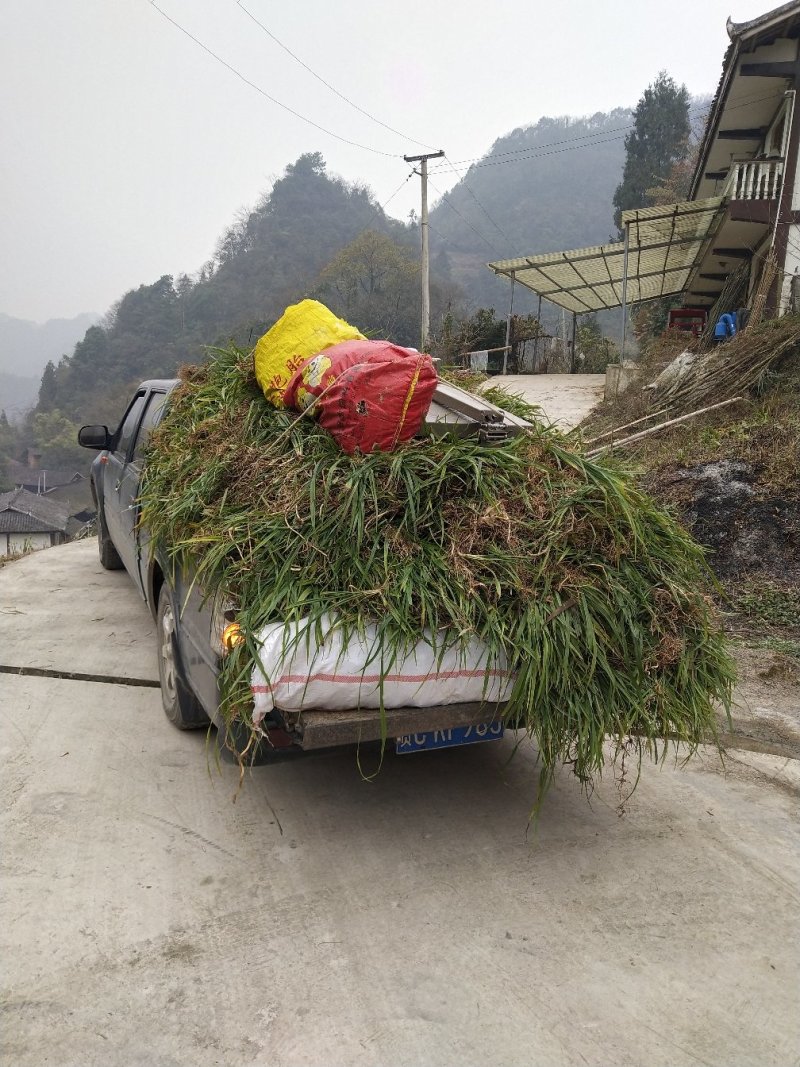 贵州遵义湄潭县观音草(吉祥草)，支持视频或实地看货。