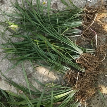 贵州遵义湄潭县观音草(吉祥草)，支持视频或实地看货。