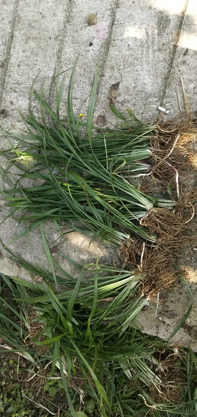 贵州遵义湄潭县观音草(吉祥草)，支持视频或实地看货。