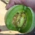 花蕾甜瓜花蕾瓜花蕾香瓜大量供应实力代办