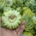花蕾甜瓜花蕾瓜花蕾香瓜大量供应实力代办