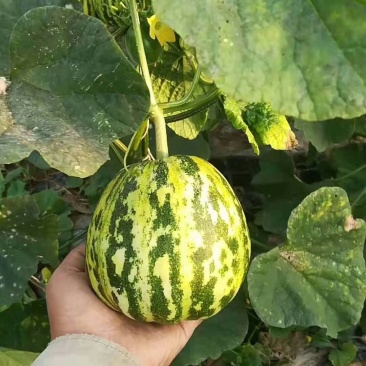 花蕾甜瓜花蕾瓜花蕾香瓜大量供应实力代办