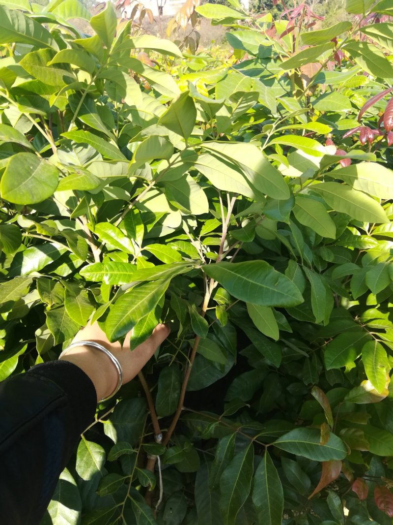 四季龙眼苗，苗子靓丽，地苗杯苗都有，一年多次开花结果