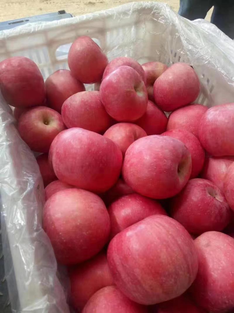 【红富士苹果】苹果产地货源充足个头大质量好
