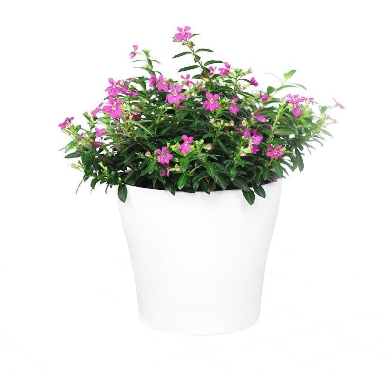 满天星盆栽花卉绿植室内花带花苞四季开花不断净化空气盆景植