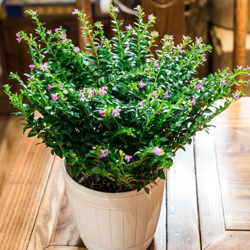 满天星盆栽花卉绿植室内花带花苞四季开花不断净化空气盆景植