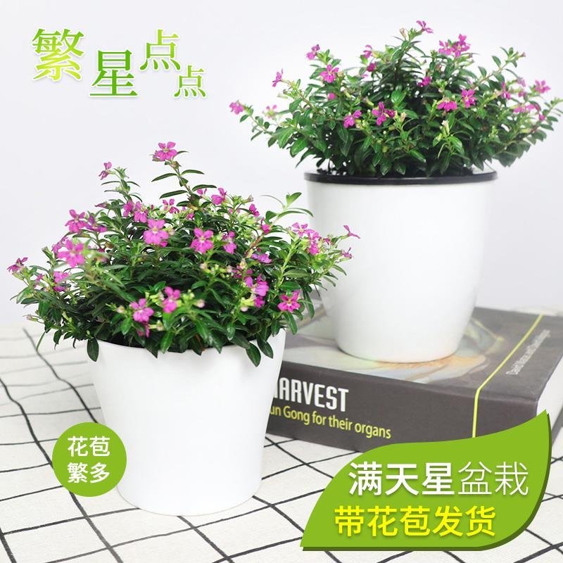 满天星盆栽花卉绿植室内花带花苞四季开花不断净化空气盆景植