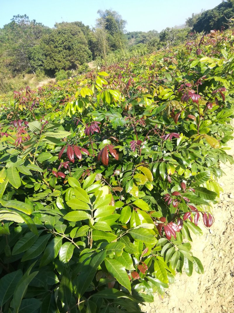 四季龙眼苗，也叫四季蜜龙眼，当年种植当年挂果