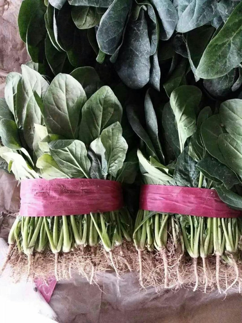 河南精品大叶菠菜大量上市，产地直供，全国代发欢迎电联