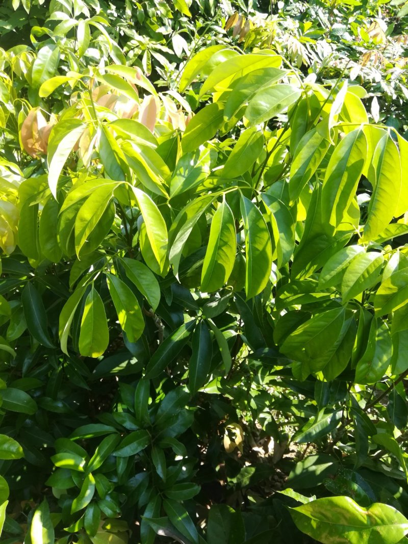 【正宗】观音绿荔枝苗，仙进奉荔枝苗，包正品