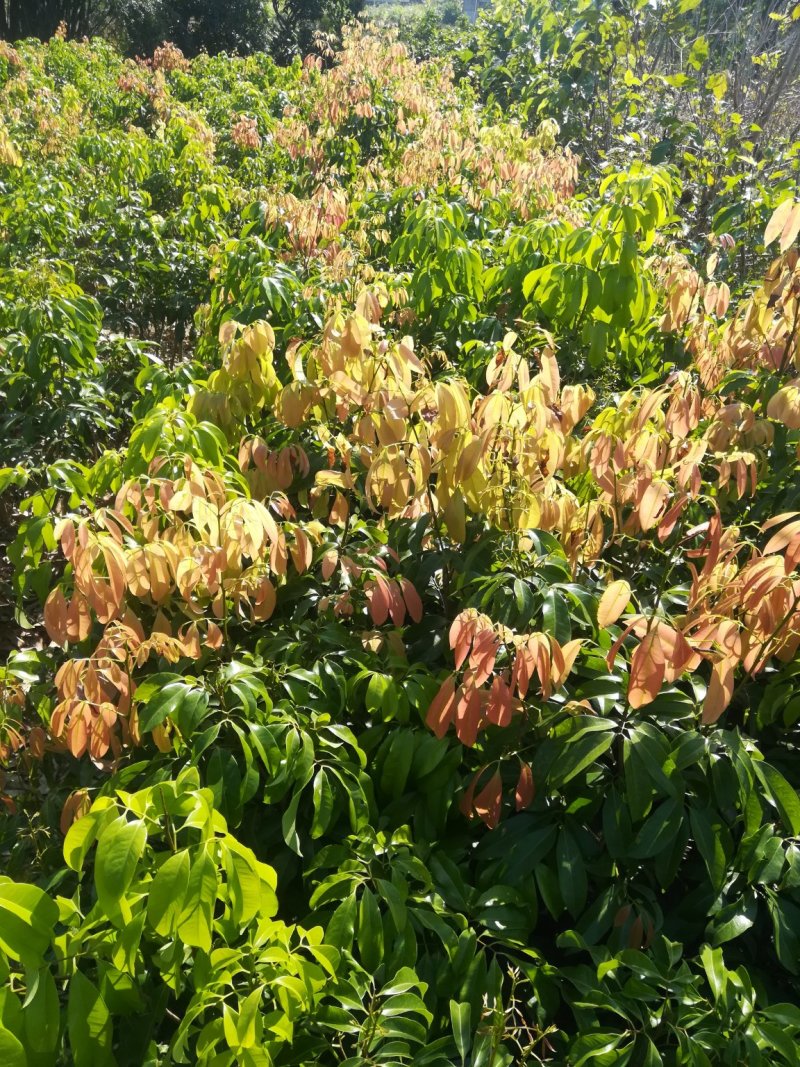 【正宗】观音绿荔枝苗，仙进奉荔枝苗，包正品