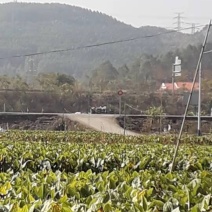 茨菇