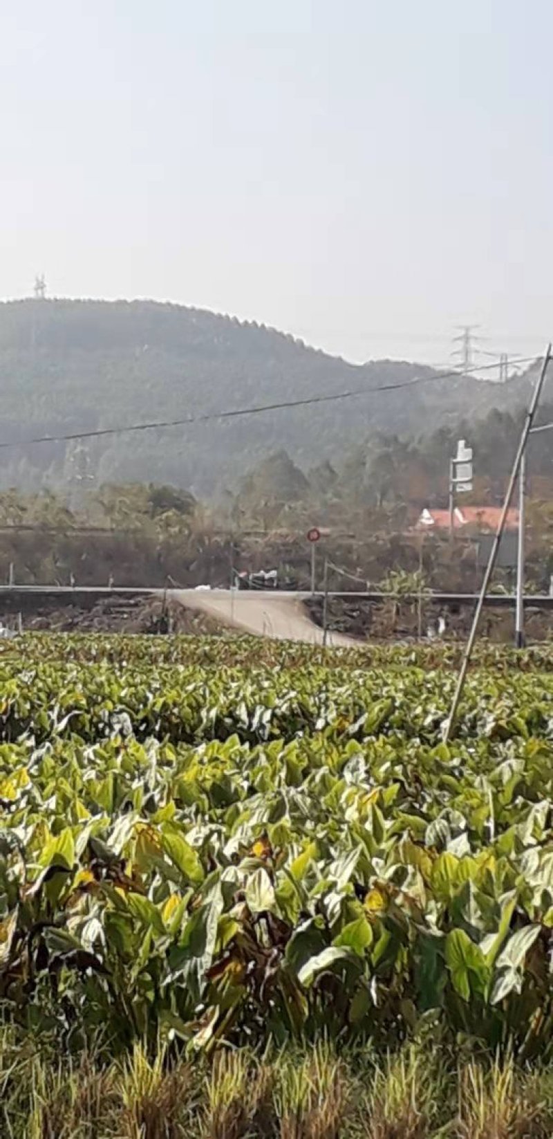 茨菇