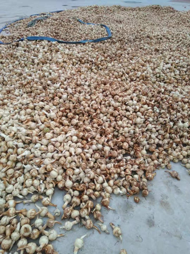 茨菇