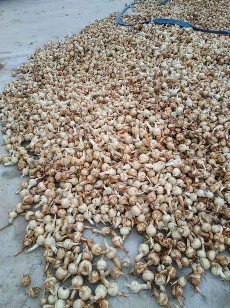 茨菇