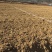 80亩青花种植用地出租，也可以建设大棚