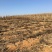 80亩青花种植用地出租，也可以建设大棚