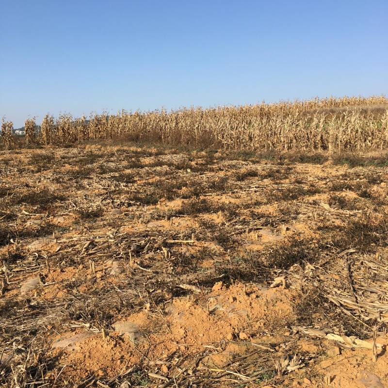 80亩青花种植用地出租，也可以建设大棚