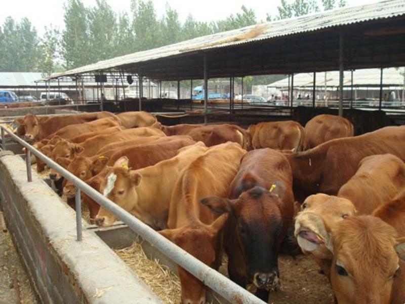 牛犊品质保证，品种优良，厂家直销，价格实惠，免费送货