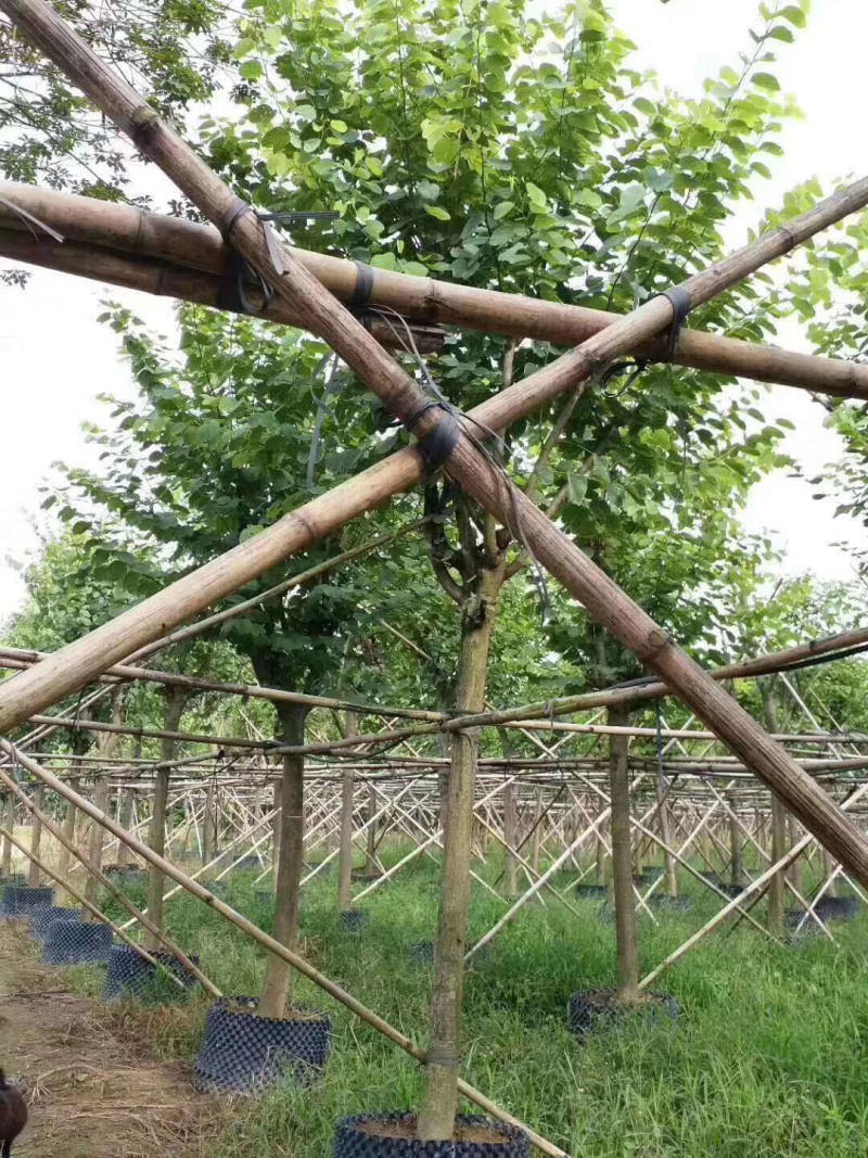 洋紫荆基地直销