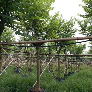 洋紫荆基地直销