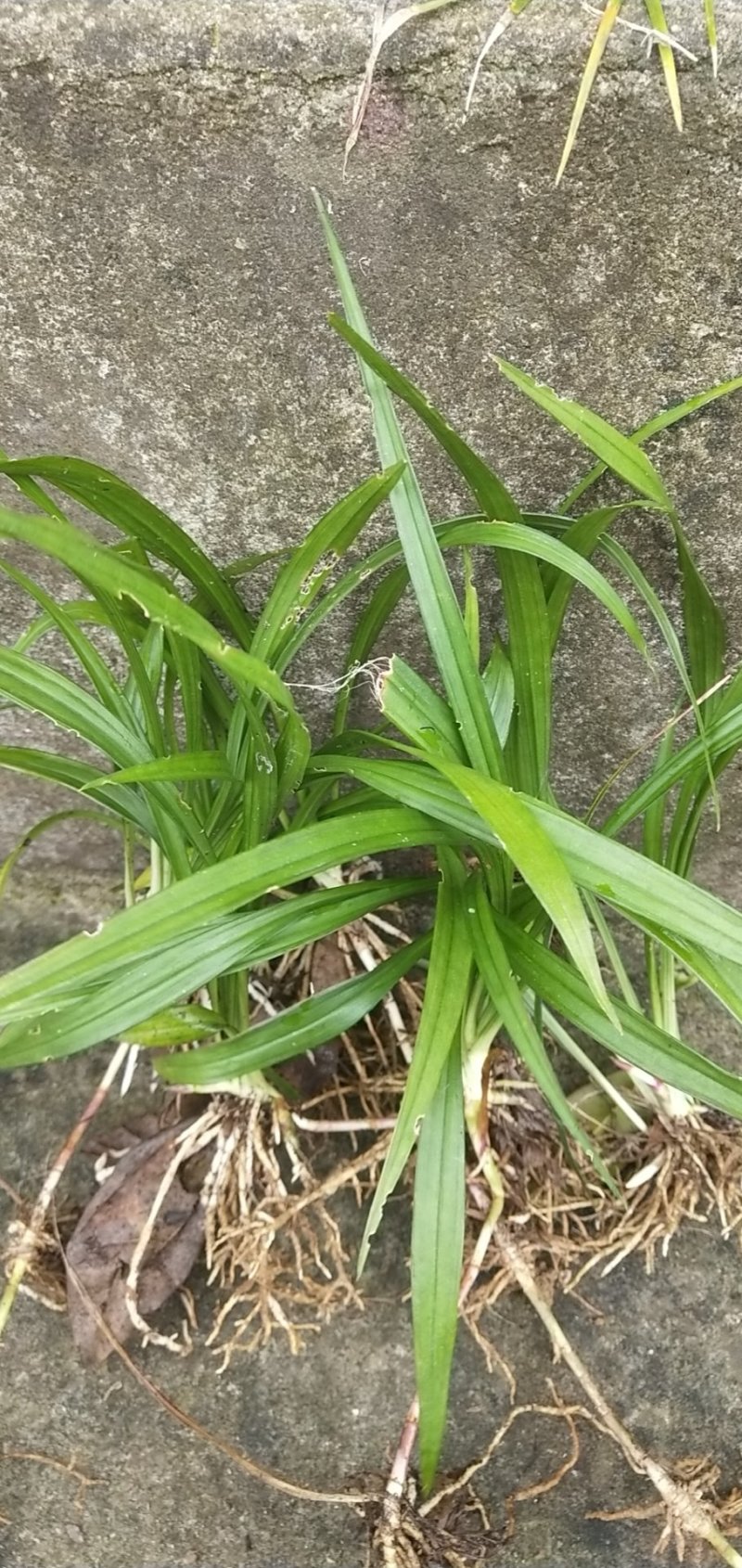 贵州遵义湄潭县观音草(吉祥草)，支持视频或实地看货。
