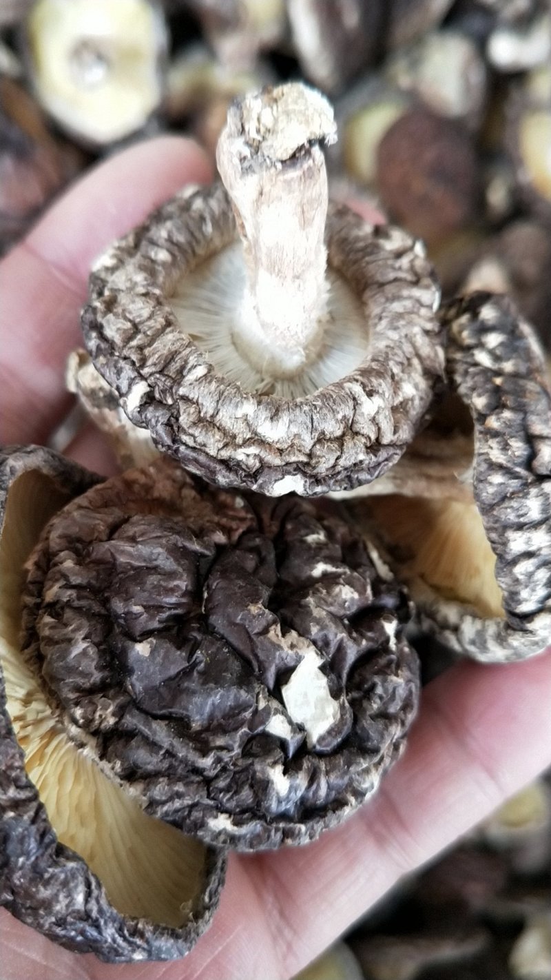 野外树木香菇，椴木菇3-4厚的香菇，特香