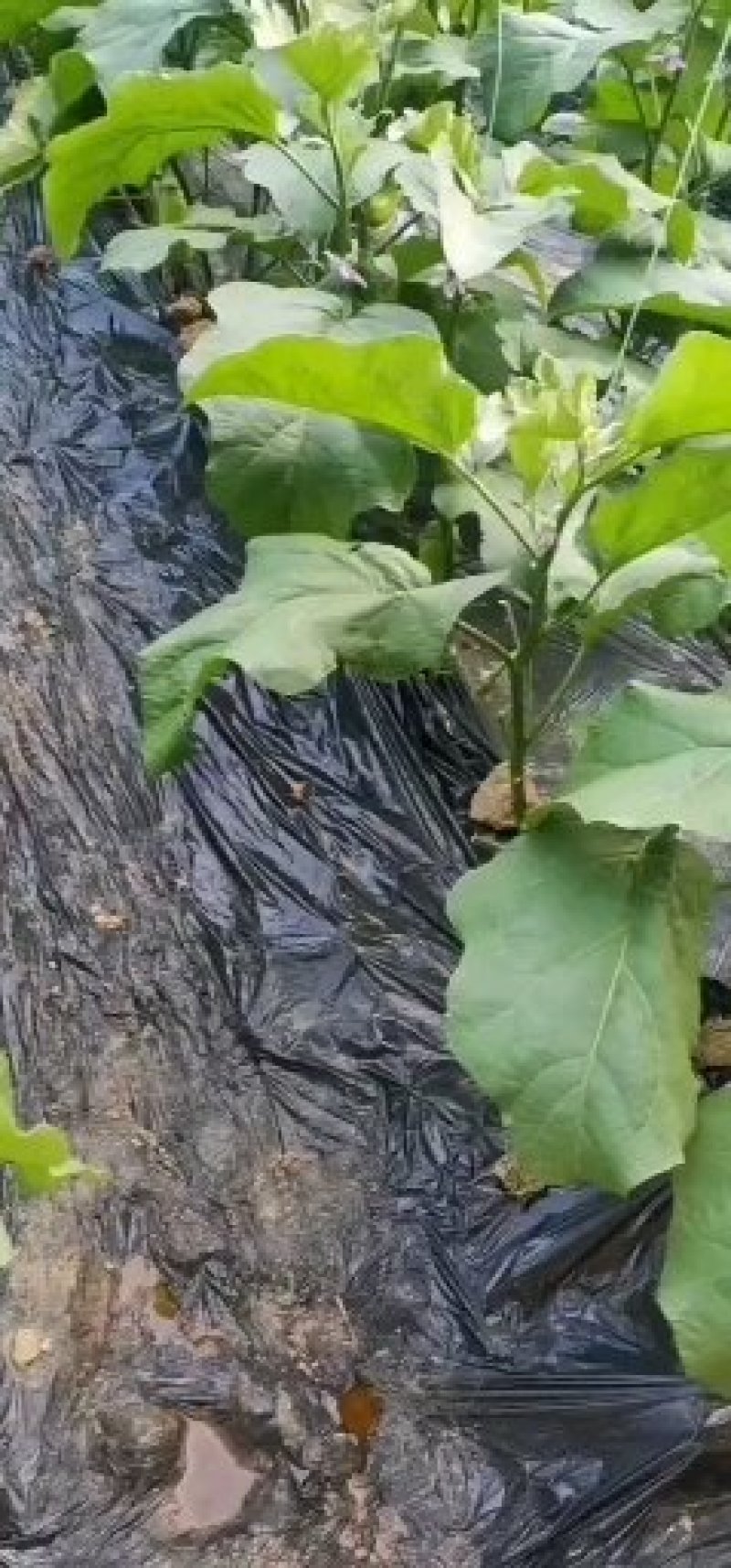 湖北随州优质绿茄精品绿茄基地供货欢迎电话联系