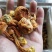 特级姬松茸，精选巴西菇炖汤好料，非常杏仁味道
