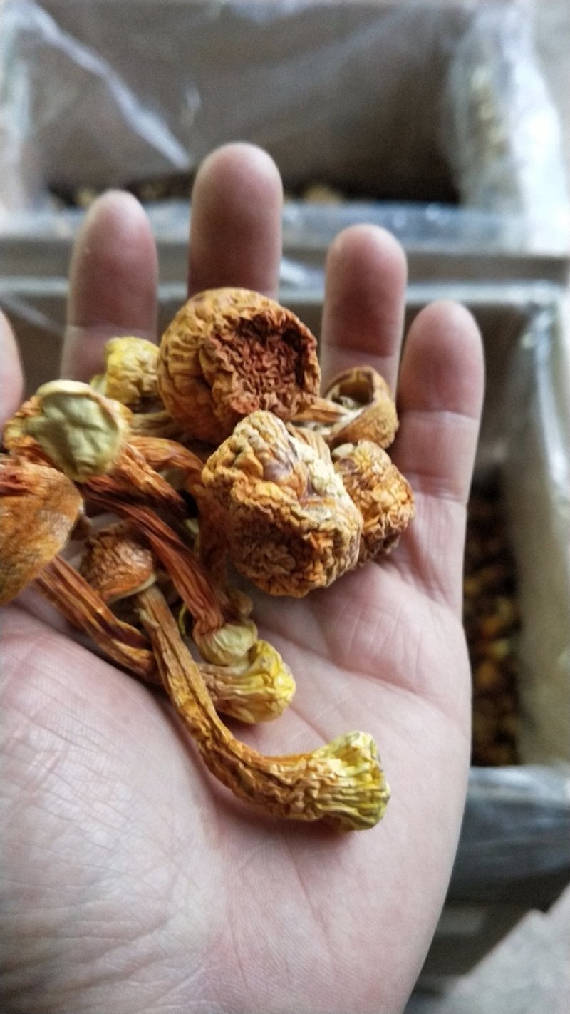 特级姬松茸，精选巴西菇炖汤好料，非常杏仁味道