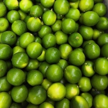 广西无籽青柠檬越南品种无籽柠檬广西产