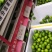 广西无籽青柠檬越南品种无籽柠檬广西产