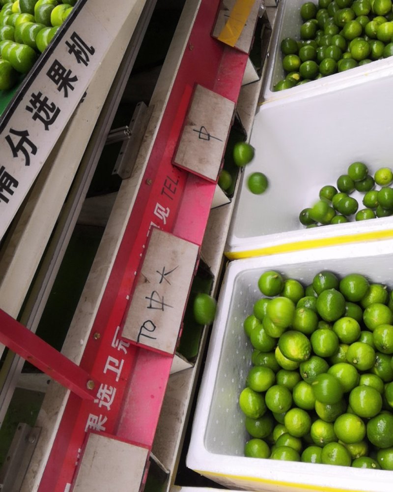 广西无籽青柠檬越南品种无籽柠檬广西产