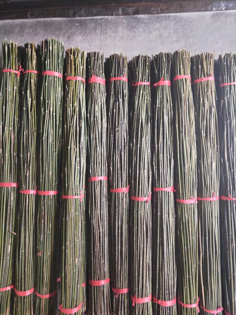 欢迎订购！大量新剁竹子。