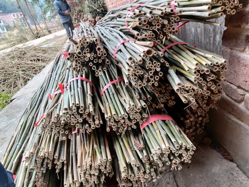欢迎订购！大量新剁竹子。