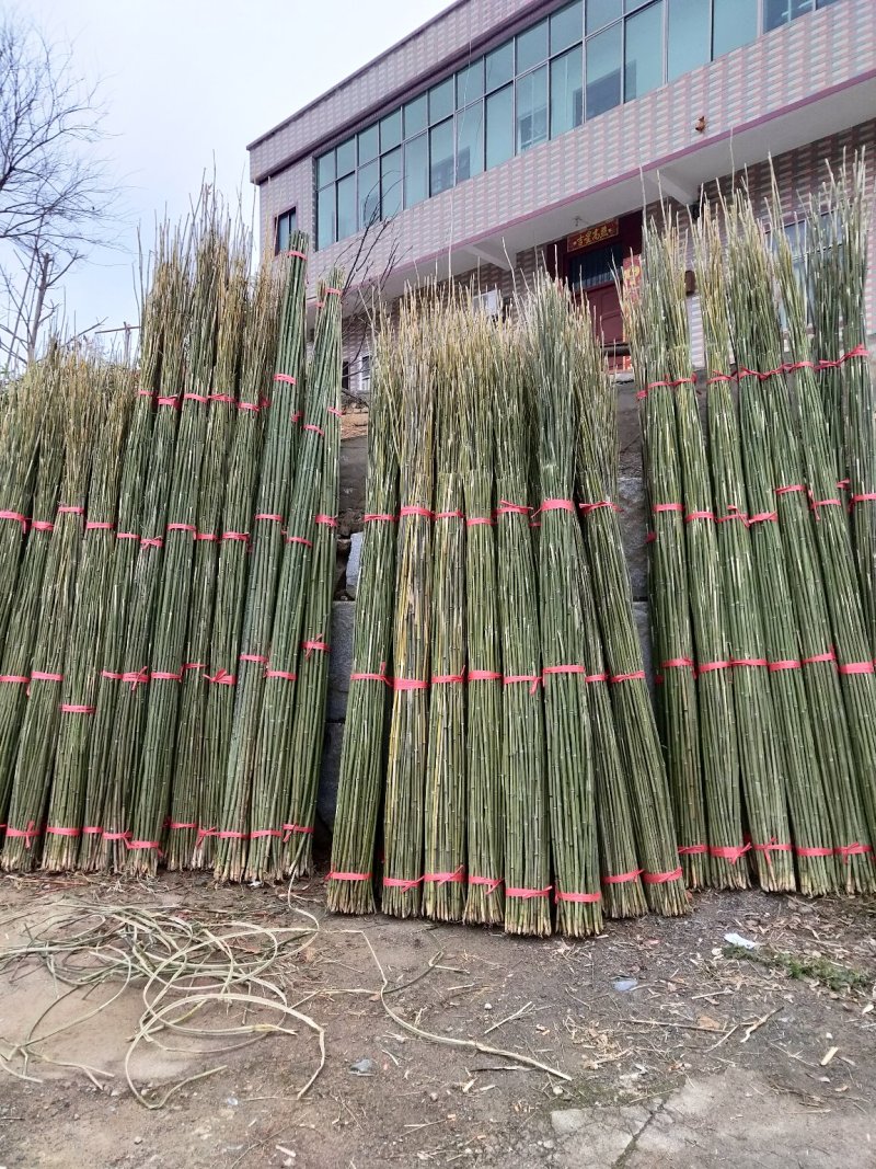 欢迎订购！大量新剁竹子。