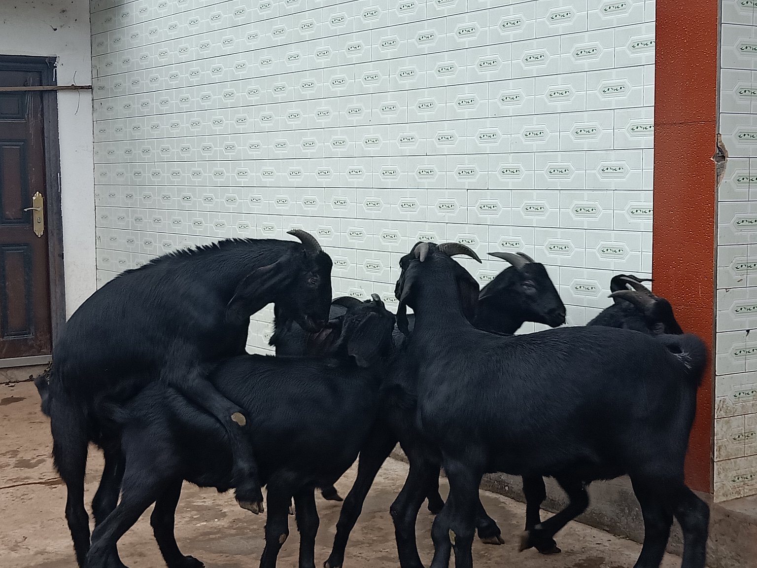 成都金堂努比亚黑山羊由成都川农业公司负责向全国推广!
