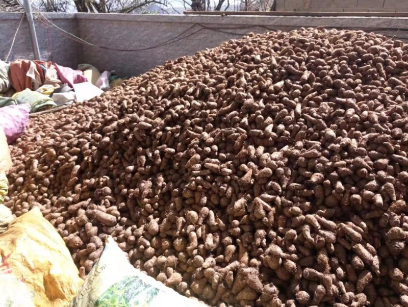 精品红芽芋头大量上市产地直发可产地代办！