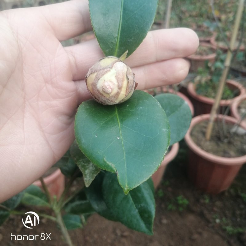 插花盆栽树苗，情人节茶花18学士茶花五色赤丹茶花子夜贝拉