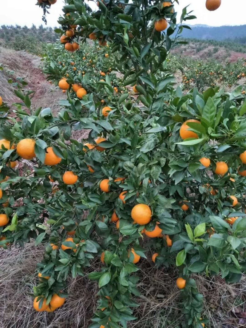 应季新鲜皇帝柑，皮薄蜜柑